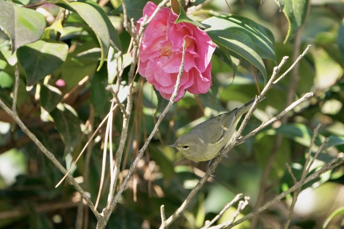 Orange-crowned Warbler - ML615313342