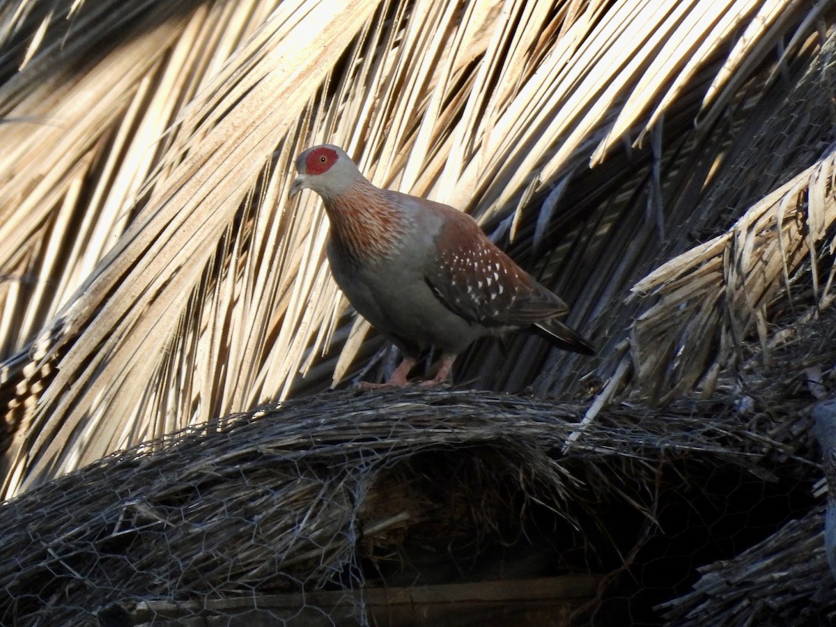 Speckled Pigeon - ML615313345