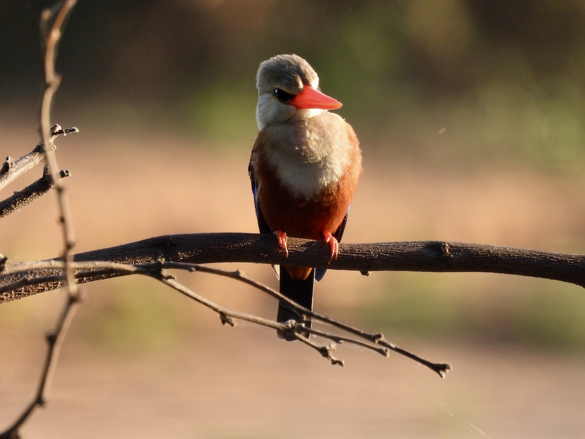 Gray-headed Kingfisher - ML615313403