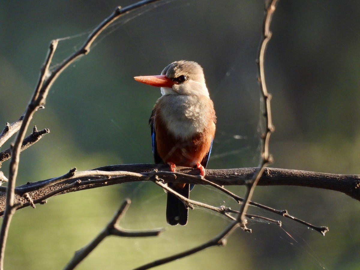 Gray-headed Kingfisher - ML615313404