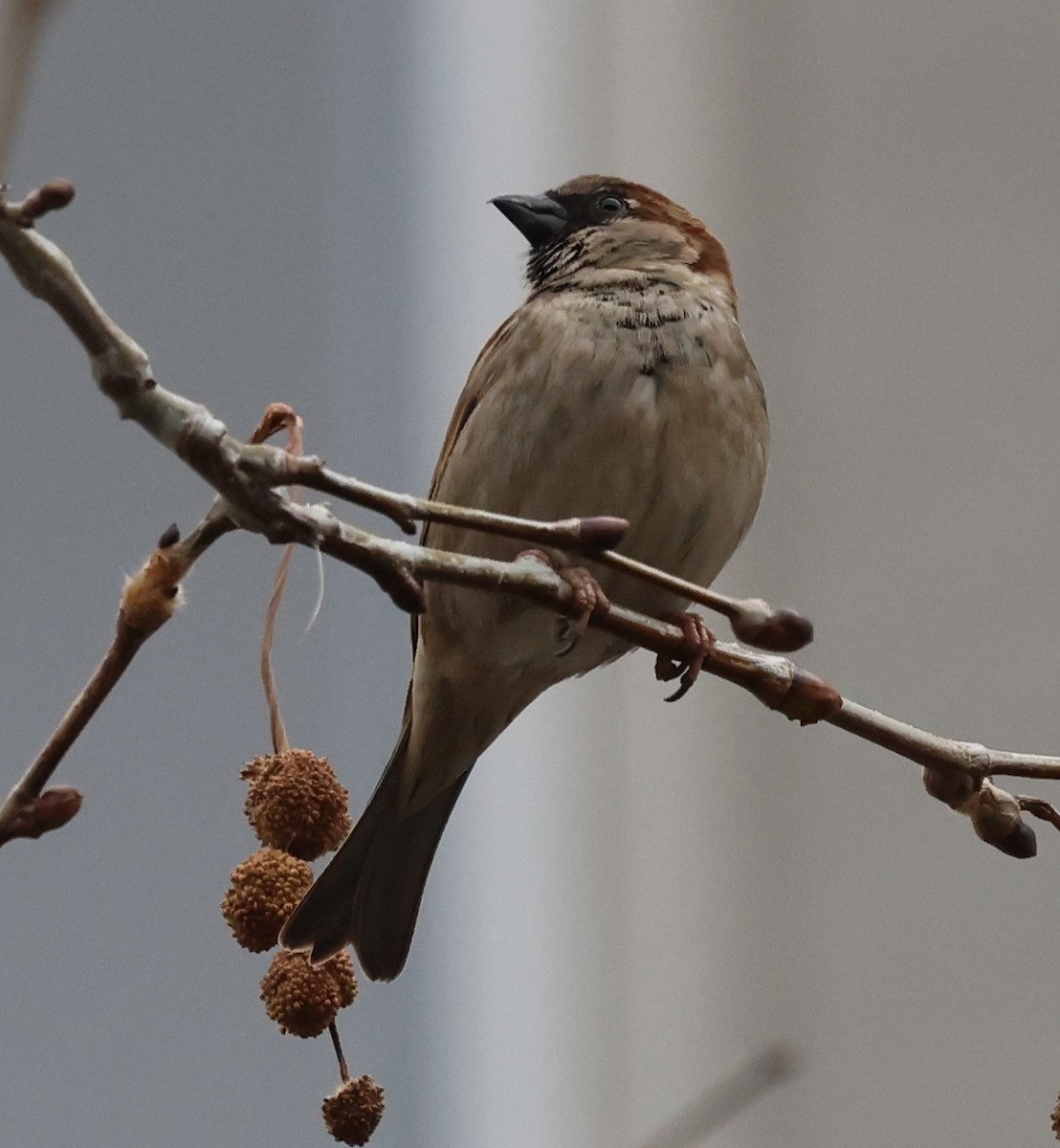 House Sparrow - ML615313425