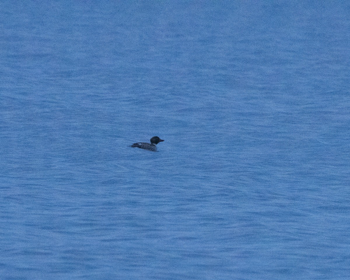 Common Goldeneye - ML615313427