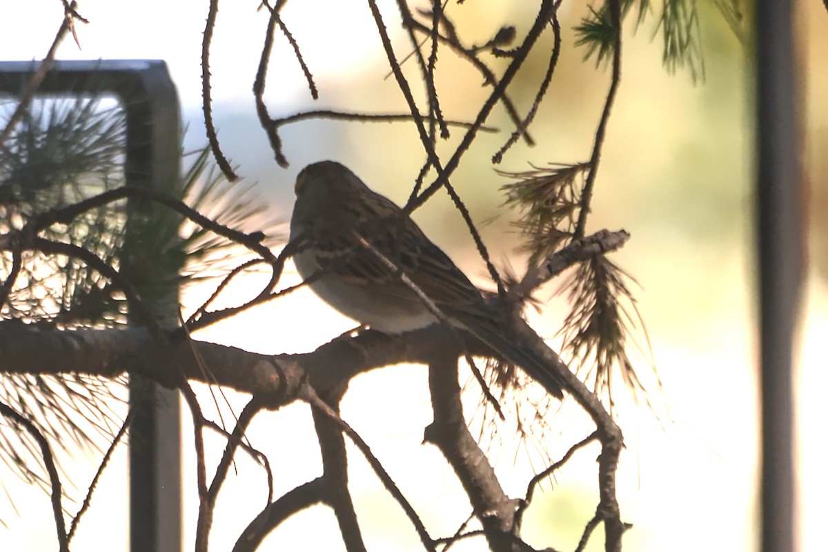 Chingolo sp. (Spizella sp.) - ML615313438