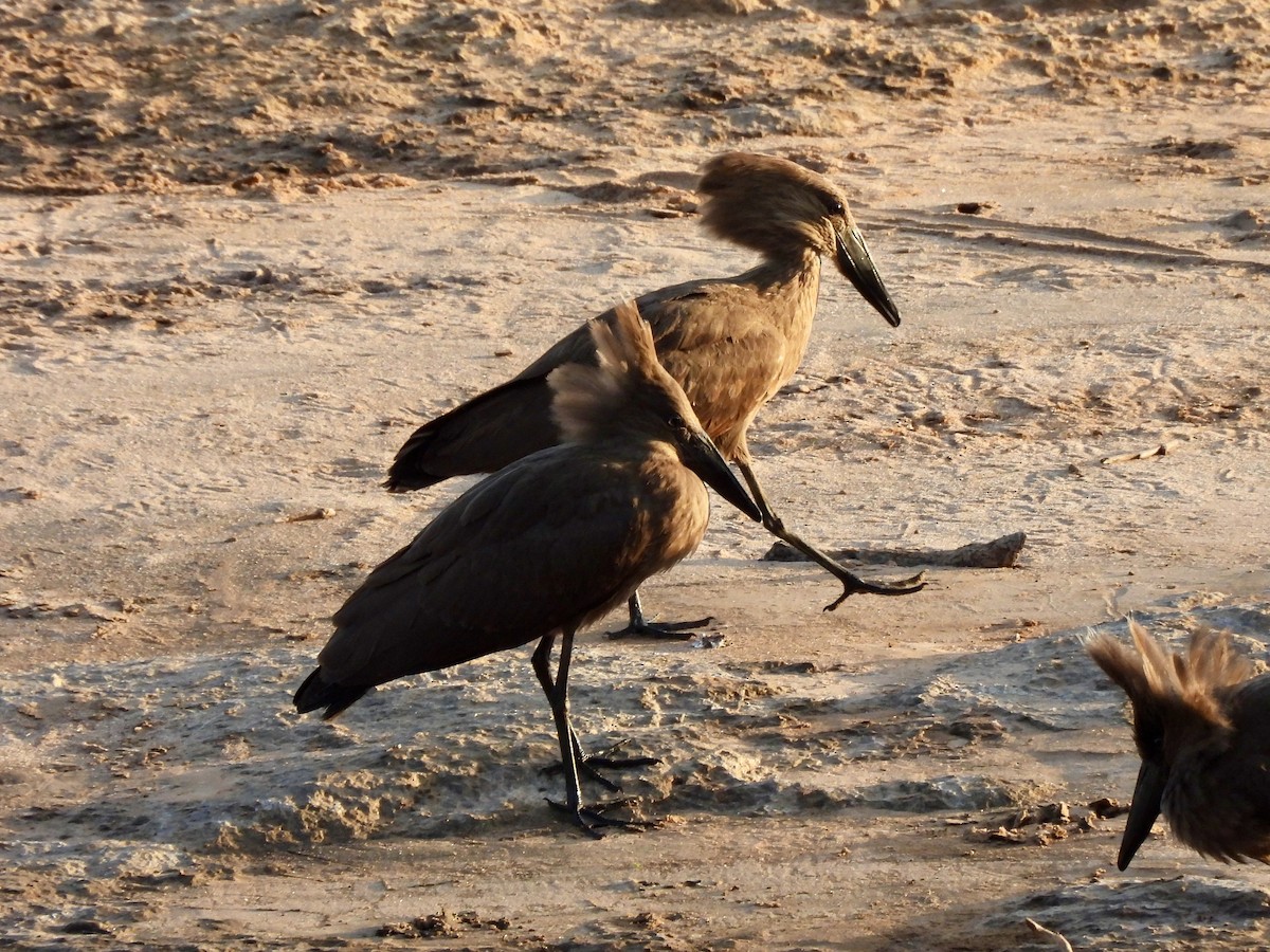 Hamerkop - ML615313451