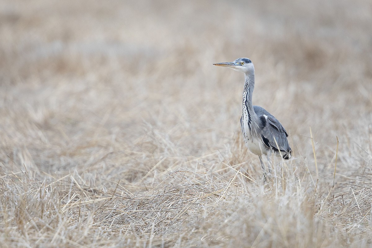 Gray Heron - Jorge Nubla