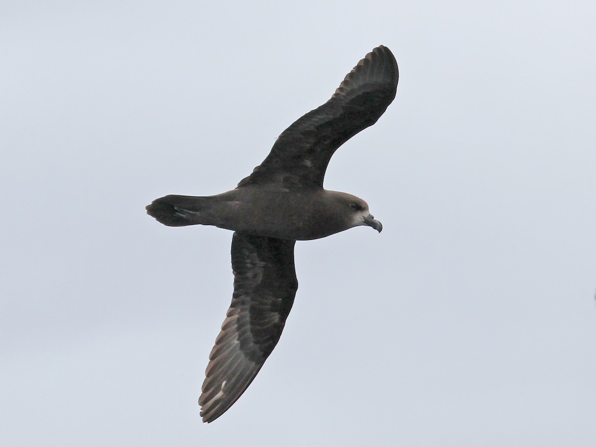 Gray-faced Petrel - ML615313473