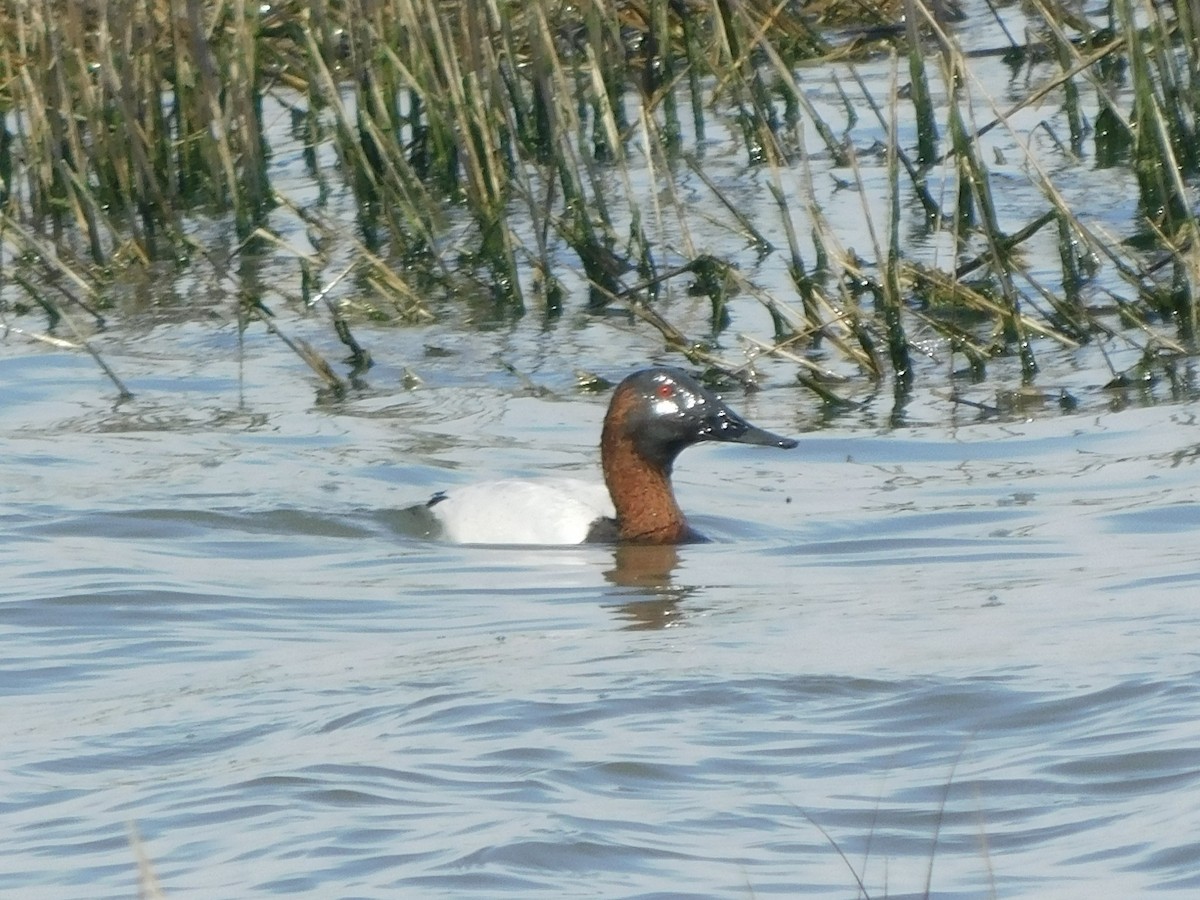 Canvasback - ML615313519