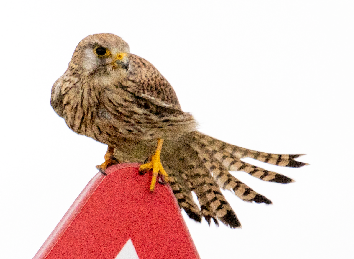 Eurasian Kestrel - Edmund Bell