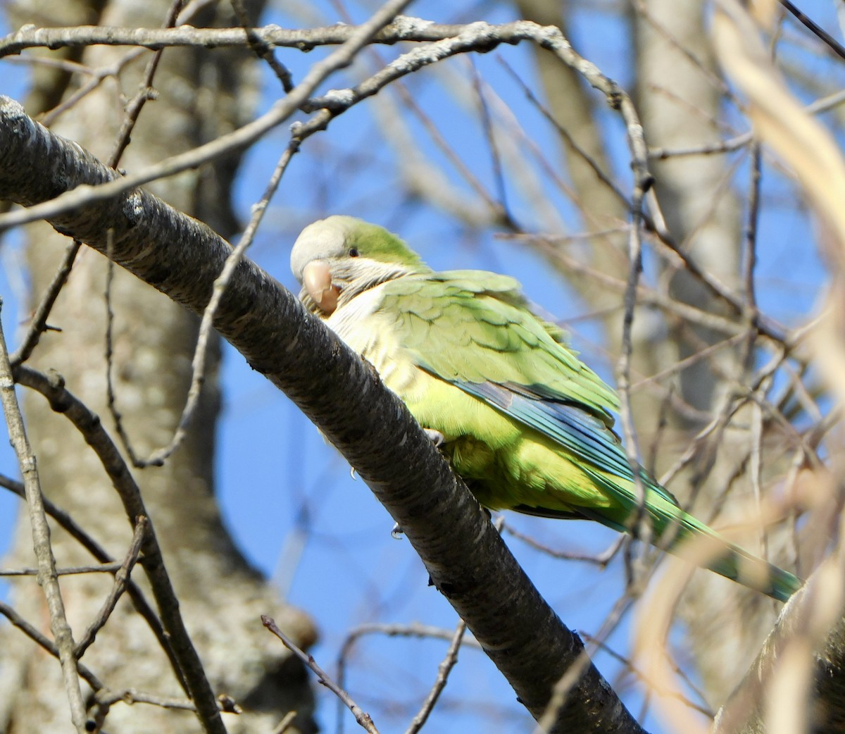 Monk Parakeet - ML615313528