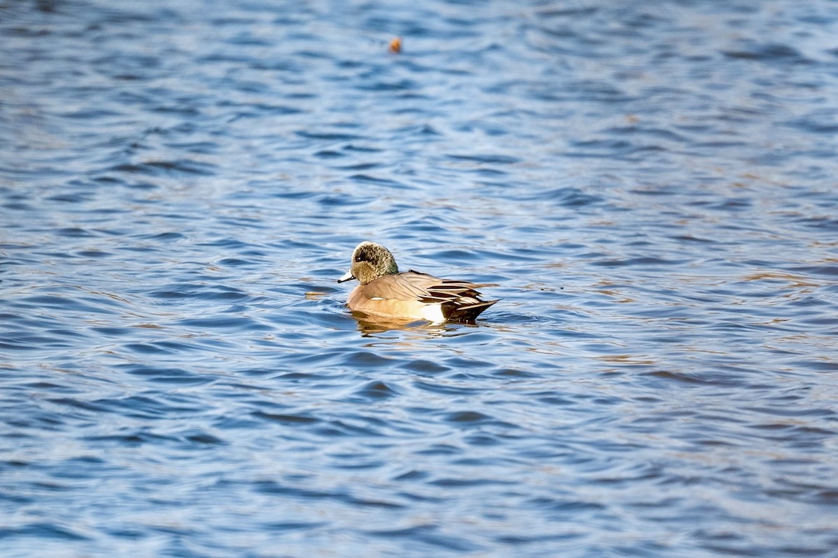 American Wigeon - ML615313534