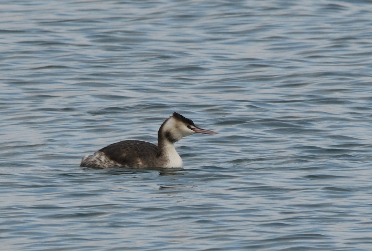 Great Crested Grebe - ML615313570