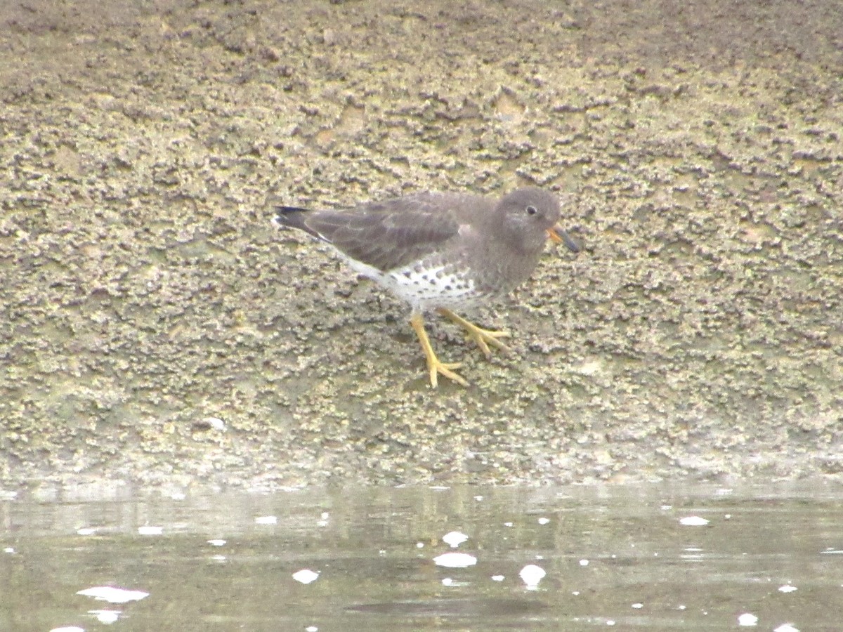 Surfbird - ML615313588