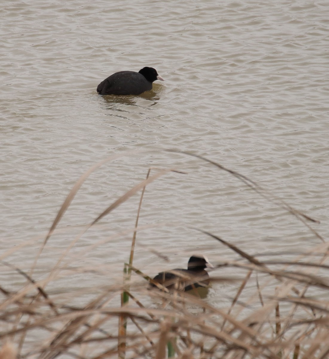 Eurasian Coot - ML615313590