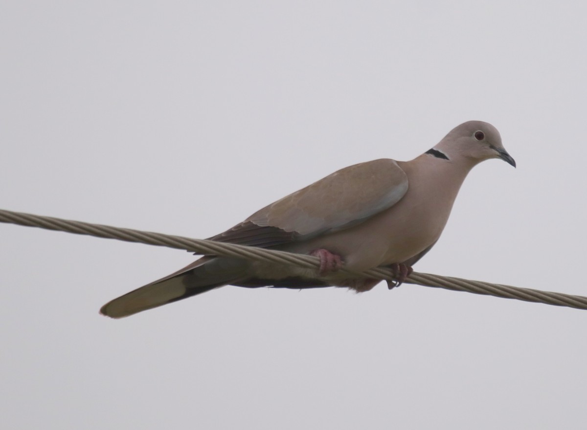 Eurasian Collared-Dove - Edmund Bell