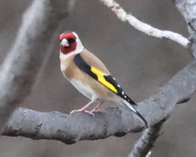 European Goldfinch - ML615313642