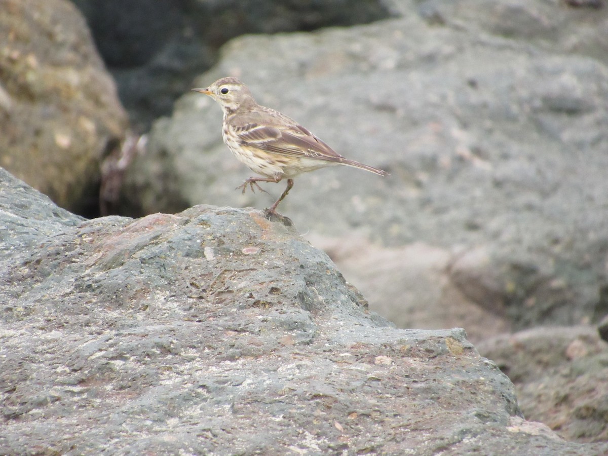 Pipit d'Amérique - ML615313670