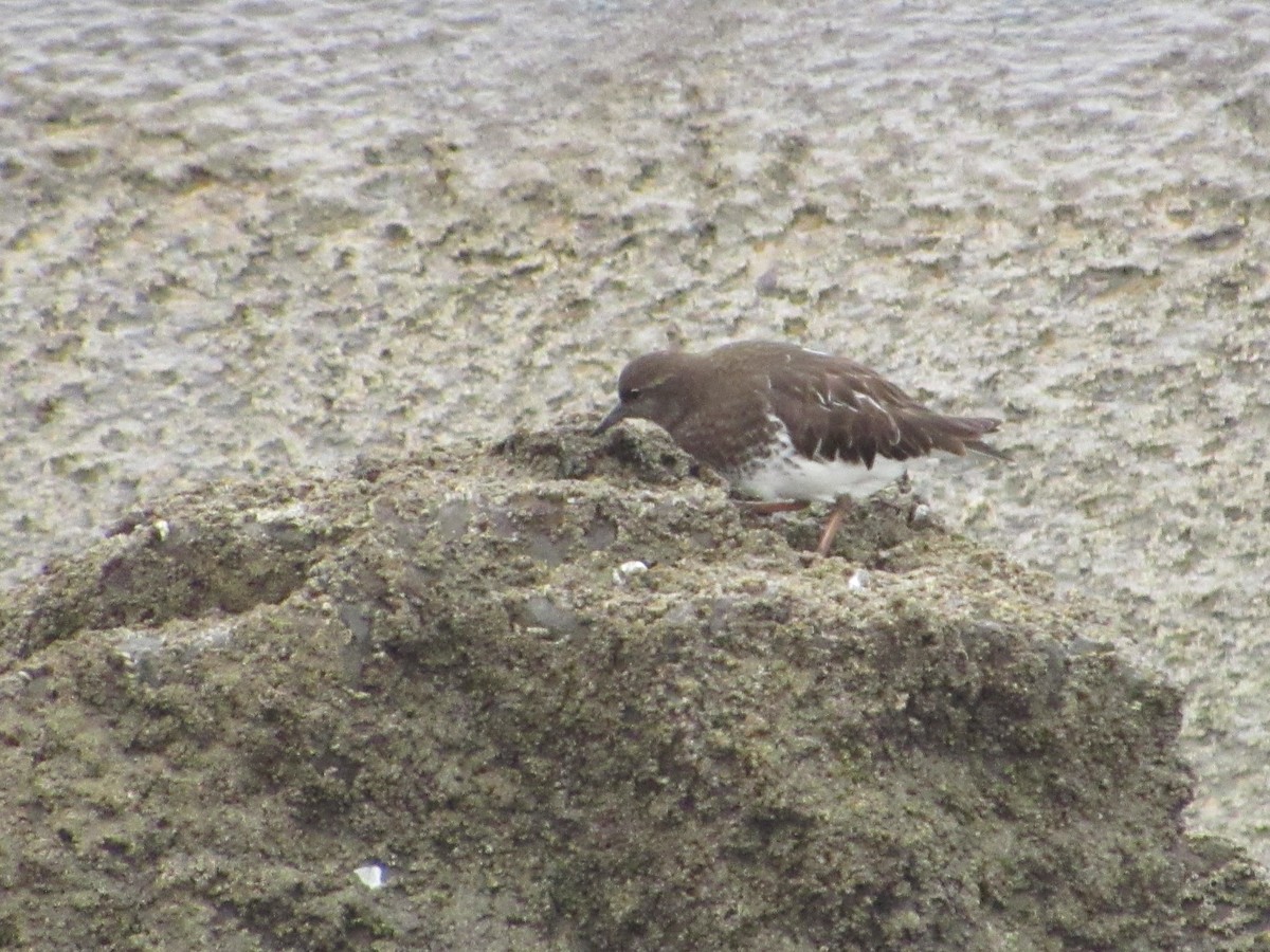 Black Turnstone - ML615313686