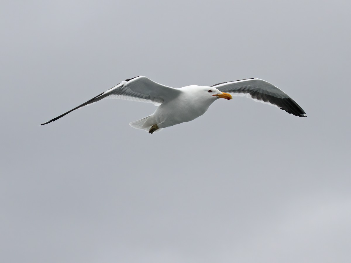 Kelp Gull - ML615313735