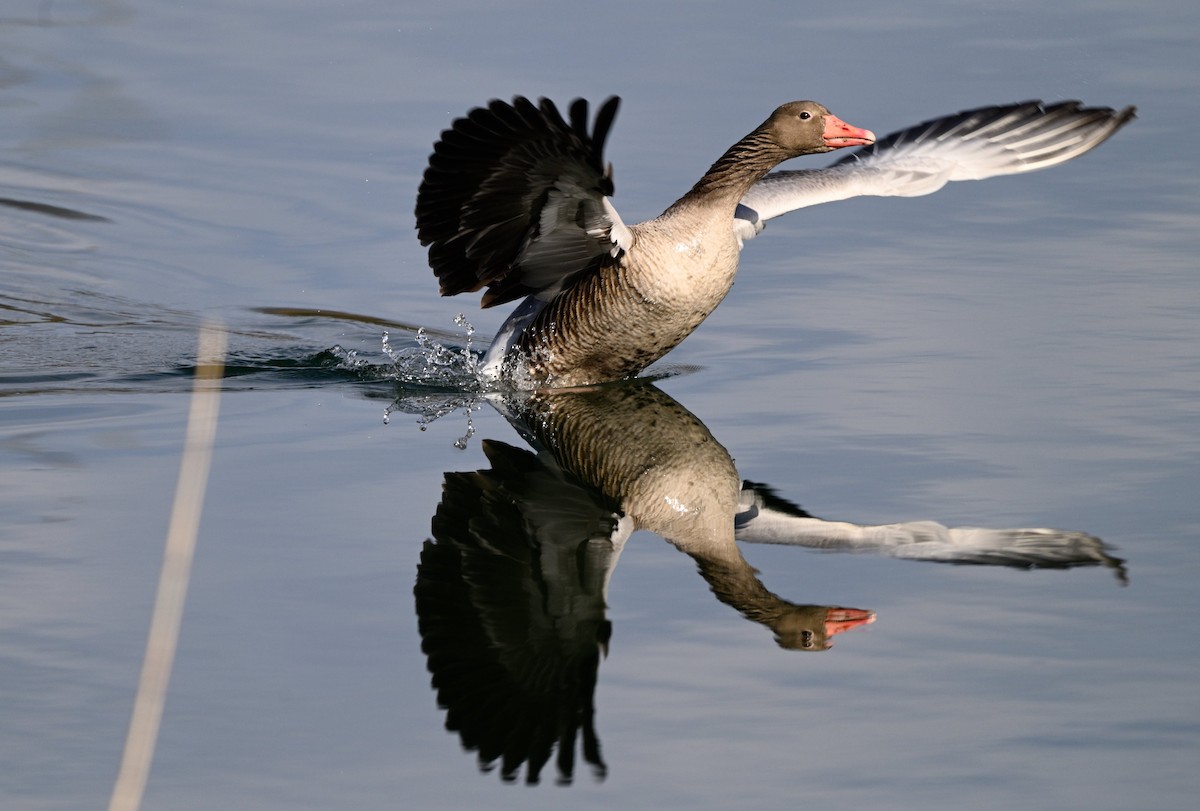 Graylag Goose - ML615313736