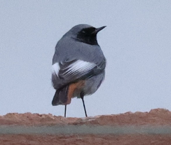 Black Redstart - ML615313741