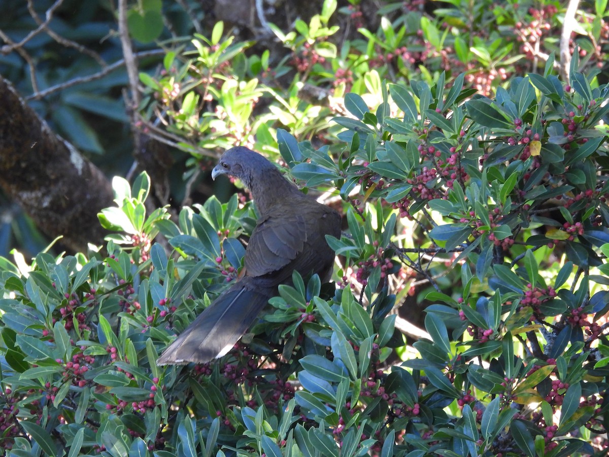 Gray-headed Chachalaca - Elida Valdés