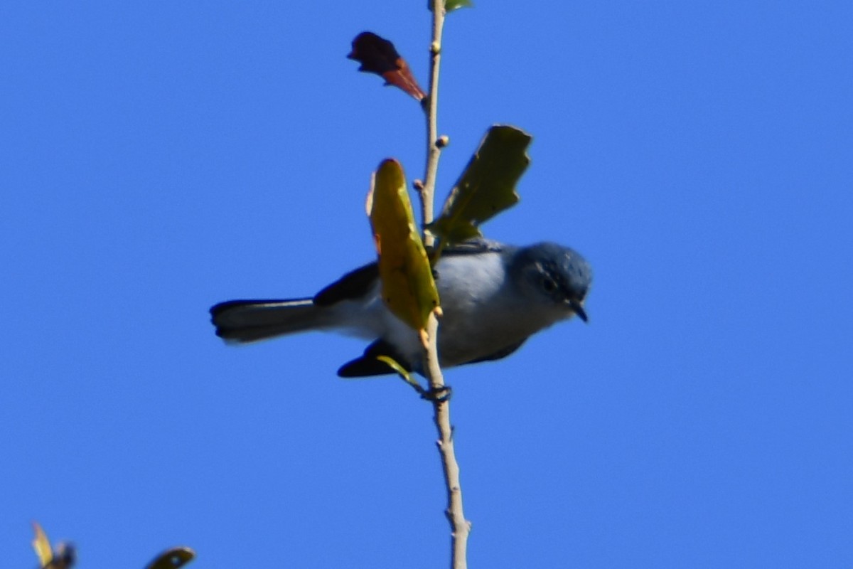 Blue-gray Gnatcatcher - ML615313784