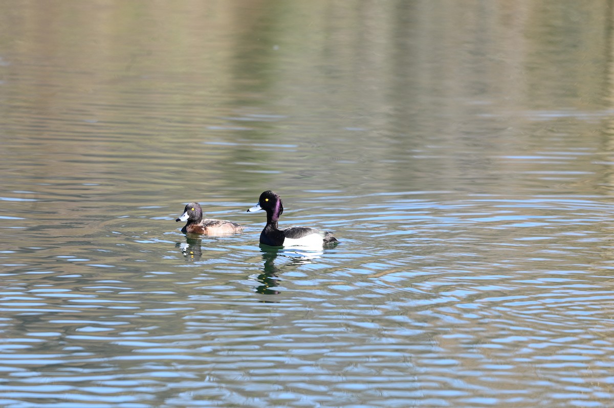 鳳頭潛鴨 - ML615313785