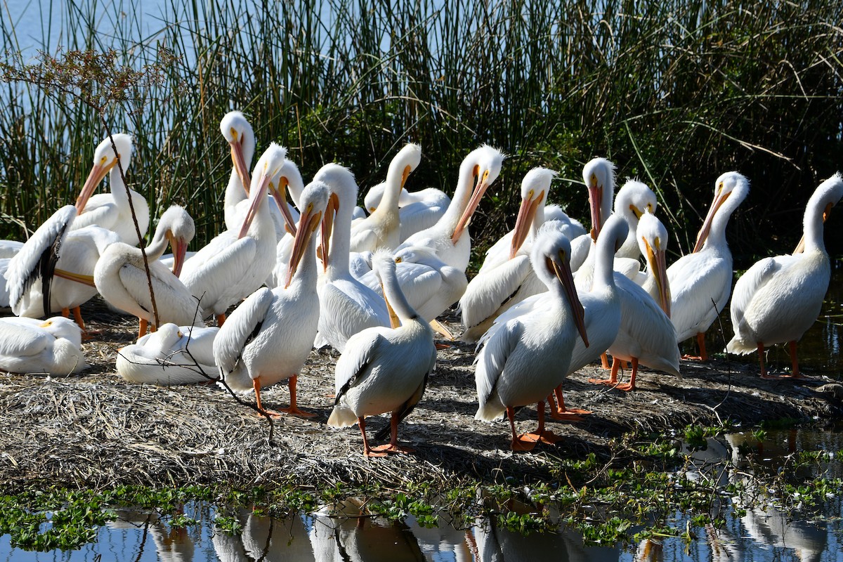 pelikán severoamerický - ML615313962