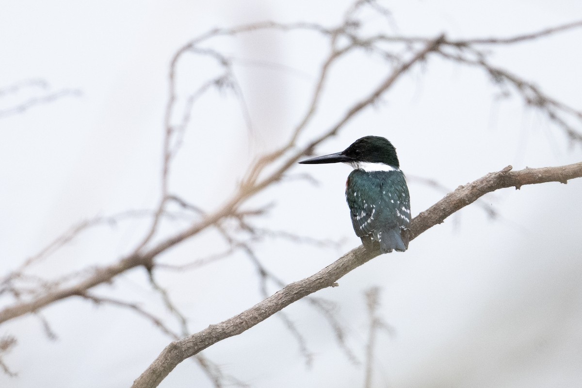 Green Kingfisher - Suzie McCann