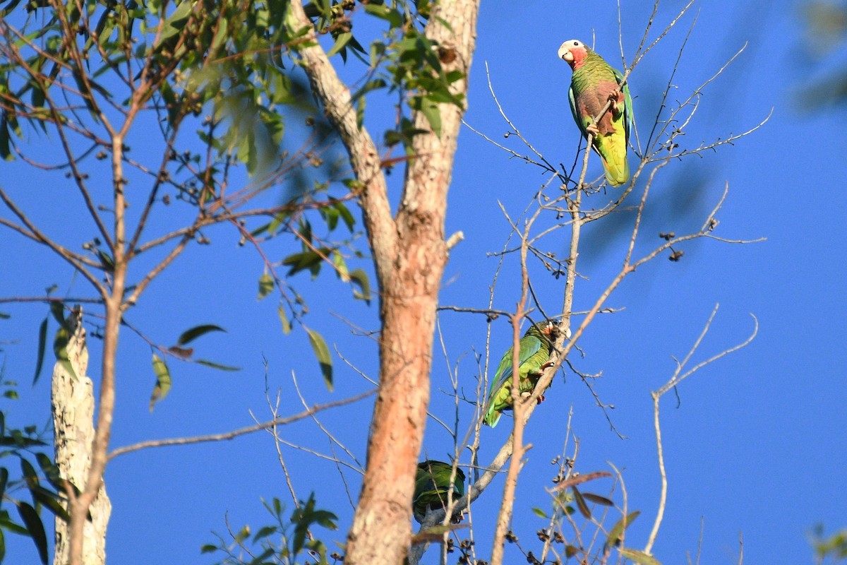 Cuban Amazon - ML615313988