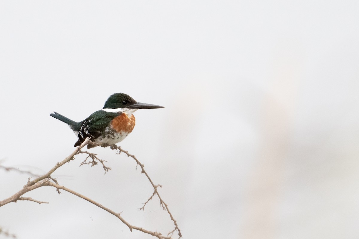 Green Kingfisher - ML615313990