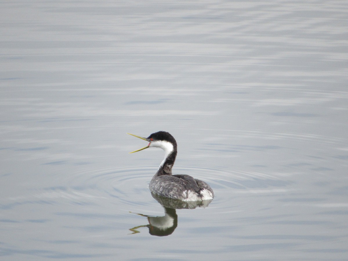 Western Grebe - ML615313992