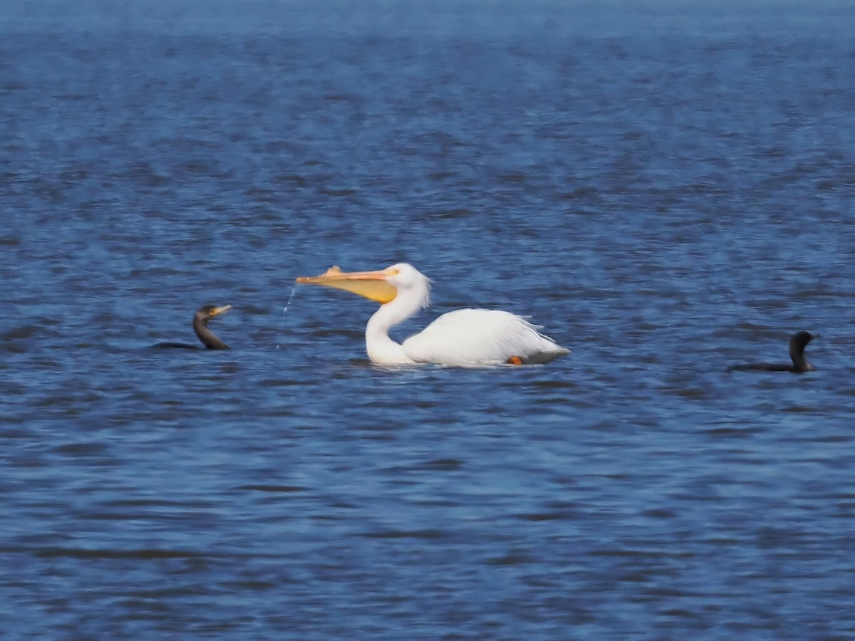 American White Pelican - Daniel Kaplan