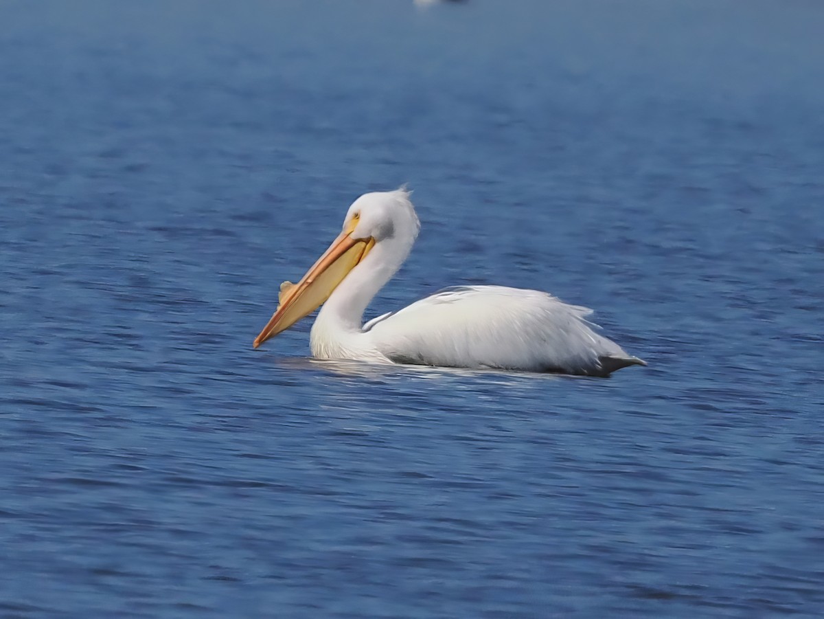 American White Pelican - ML615314063