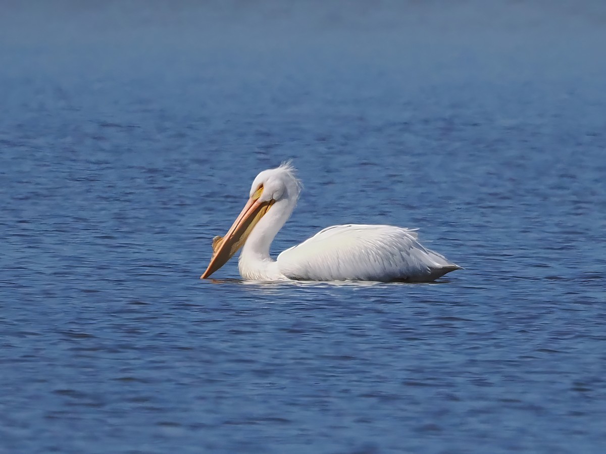 American White Pelican - ML615314064