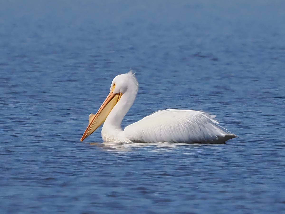 American White Pelican - ML615314065