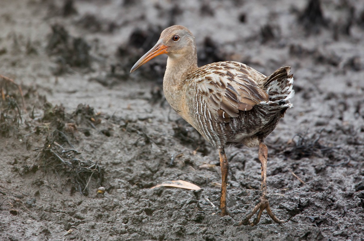 Clapper Rail - ML615314080