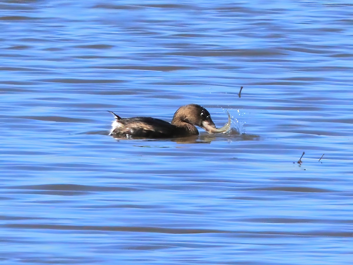 Pied-billed Grebe - ML615314112