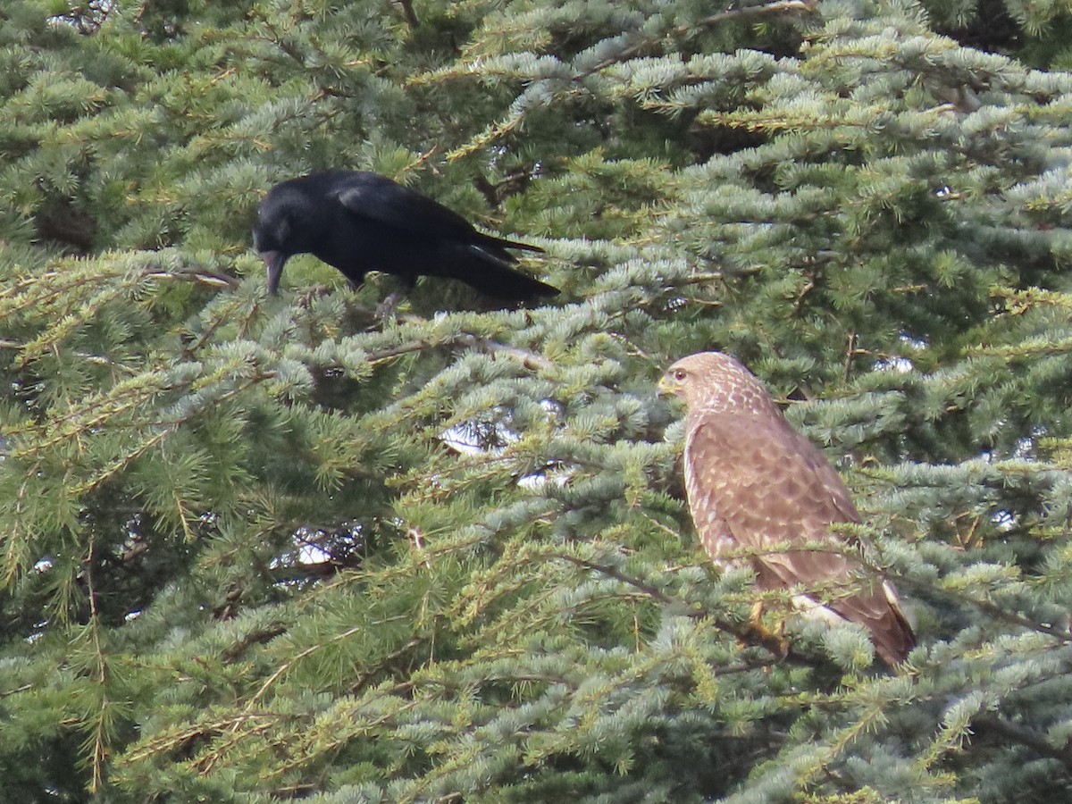 Common Buzzard - Thomas Brooks