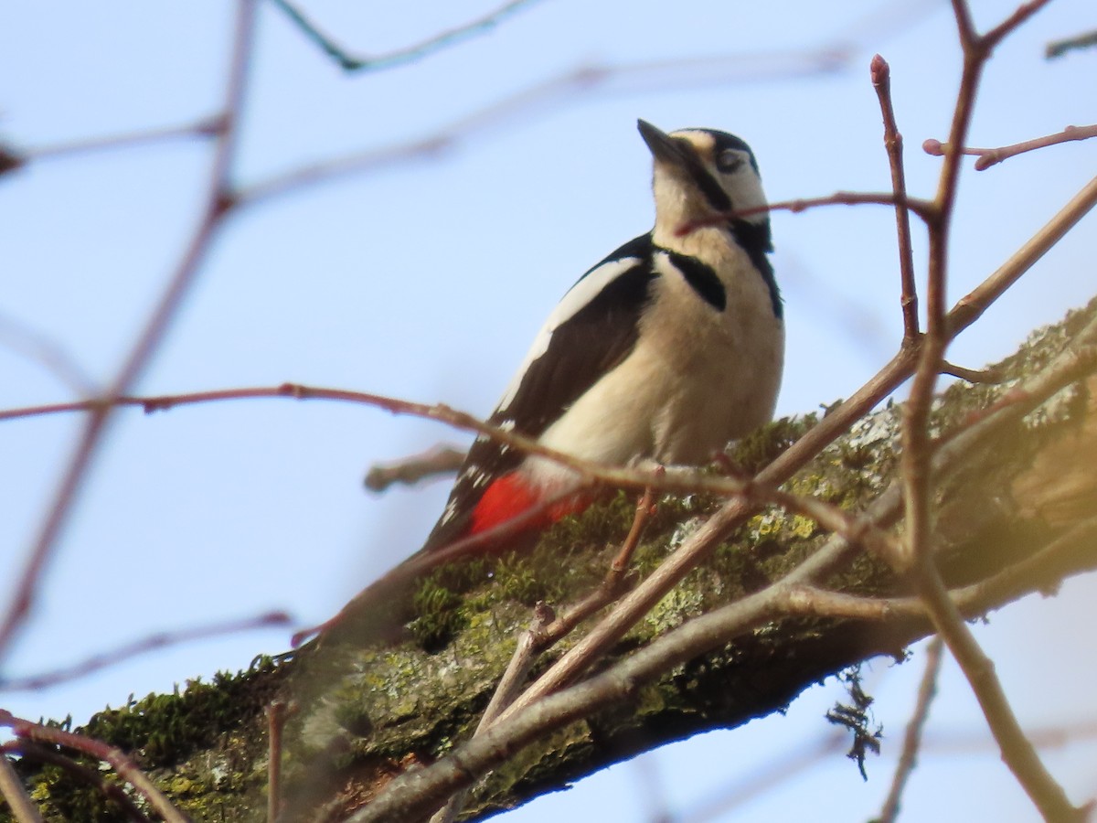 Great Spotted Woodpecker - Thomas Brooks