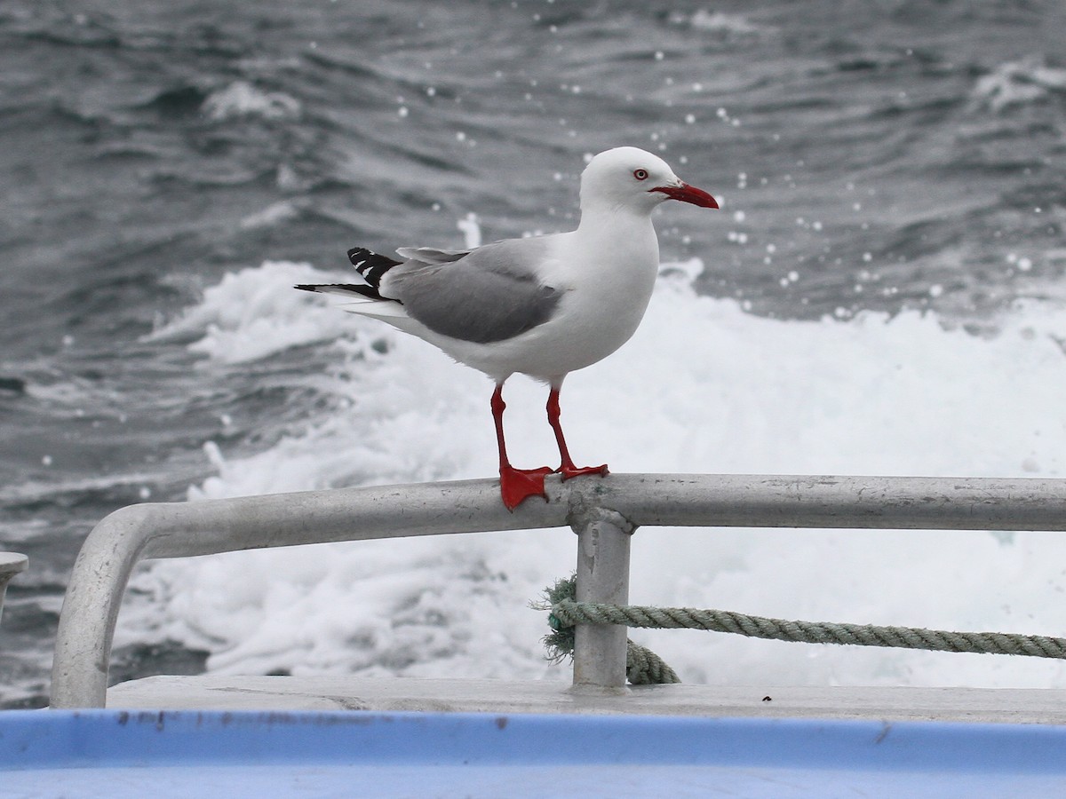 Silver Gull - ML615314151