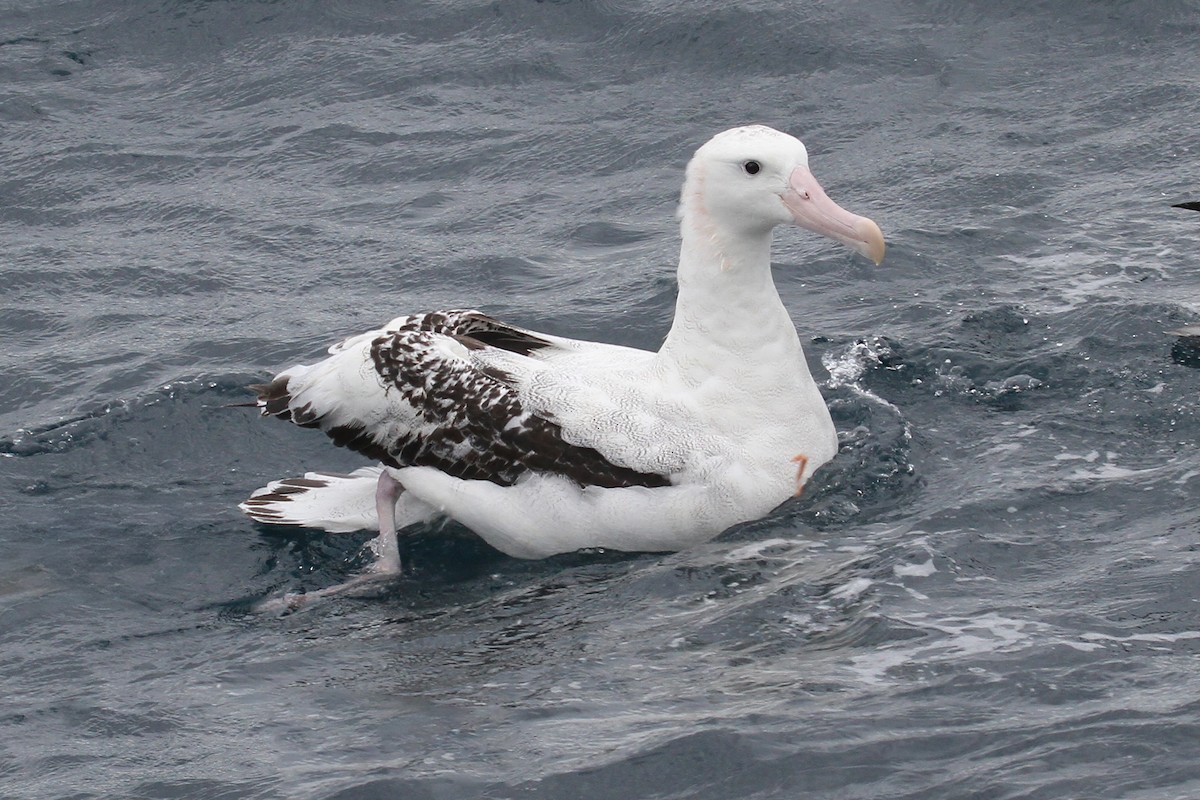Antipodean Albatross - ML615314206