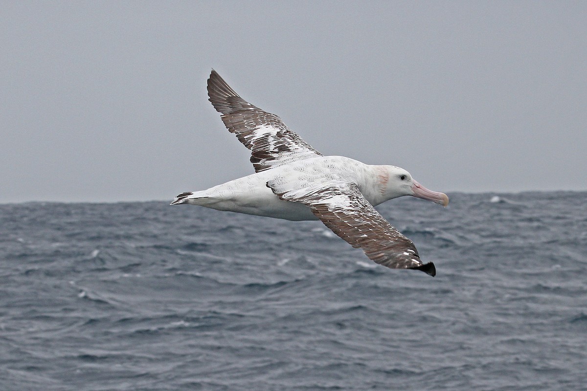 Antipodean Albatross - ML615314207