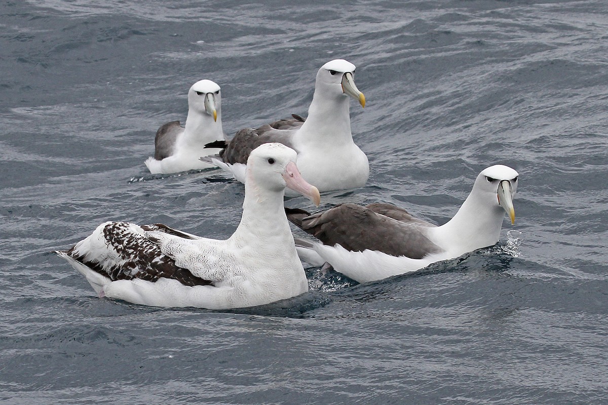 Antipodean Albatross - ML615314228