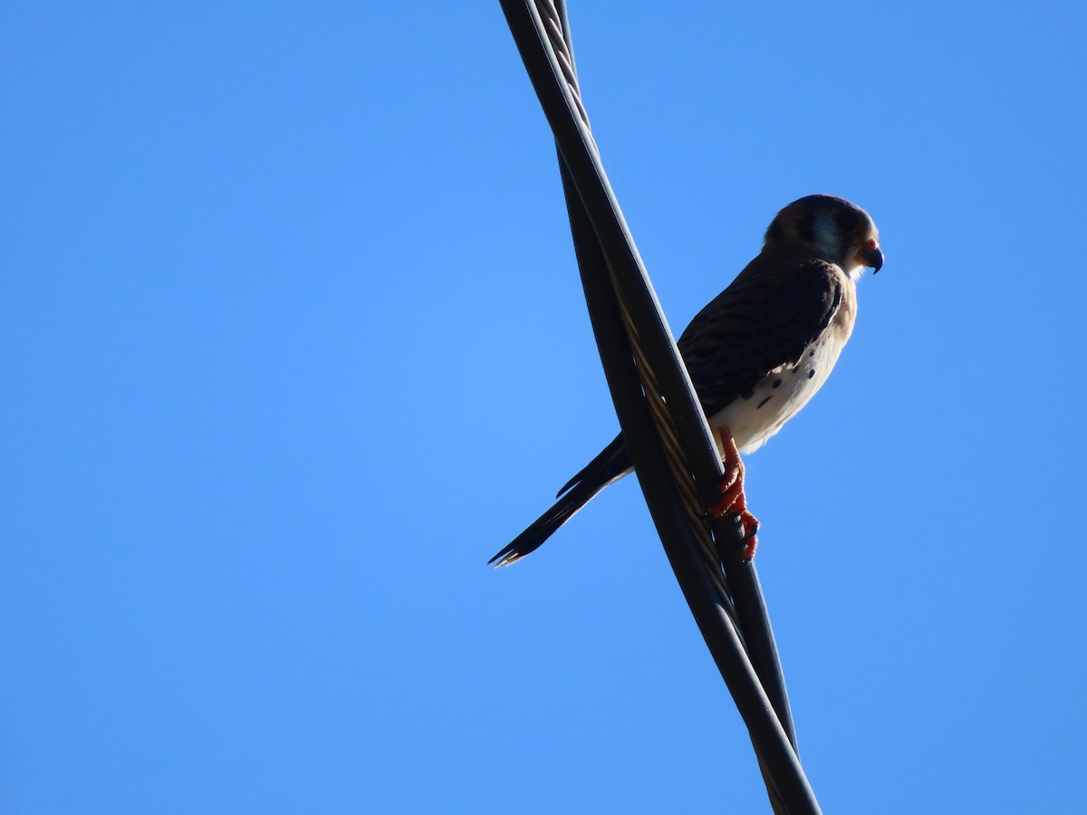 American Kestrel (Eastern Caribbean) - Carmen Maldonado