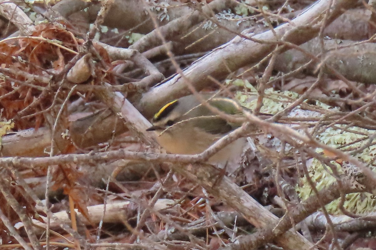 Golden-crowned Kinglet - Becky Marvil