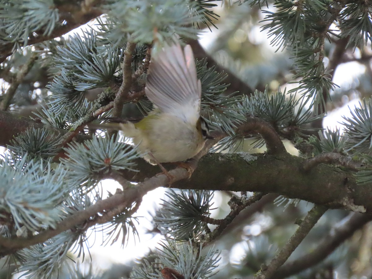 Common Firecrest - Thomas Brooks