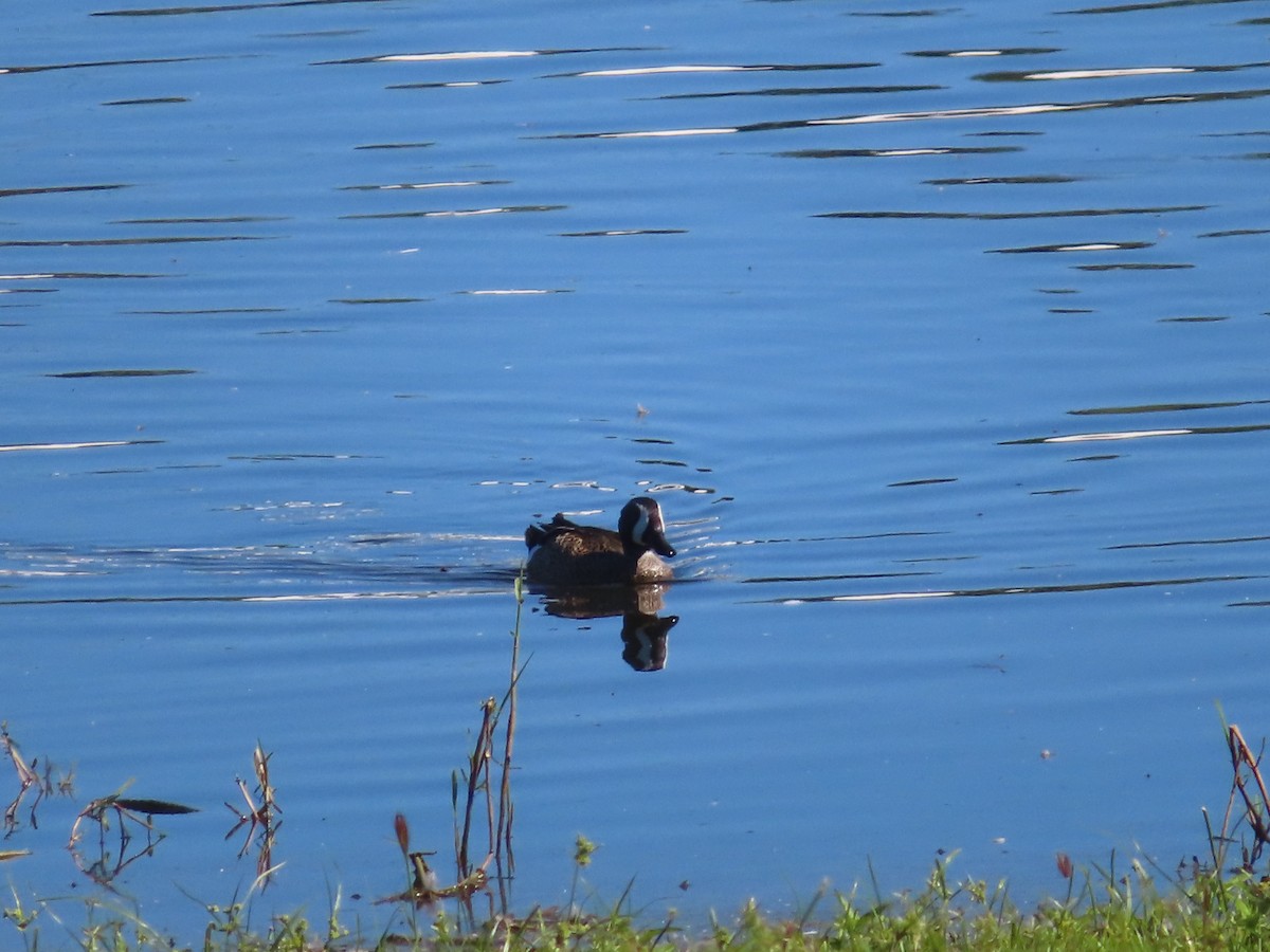 Blue-winged Teal - Carmen Maldonado