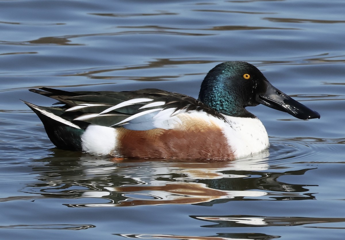 Northern Shoveler - ML615314366