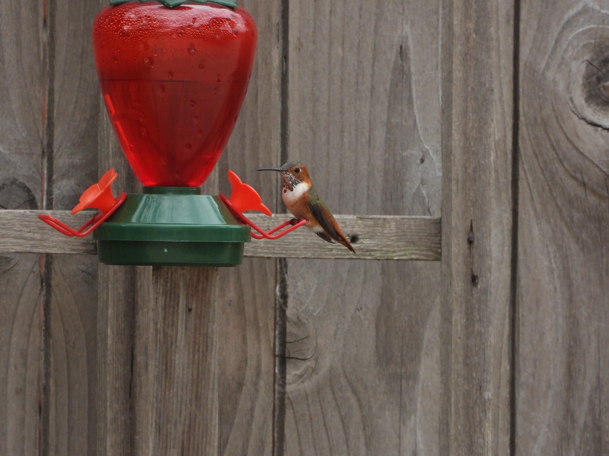 Colibrí de Allen - ML615314385